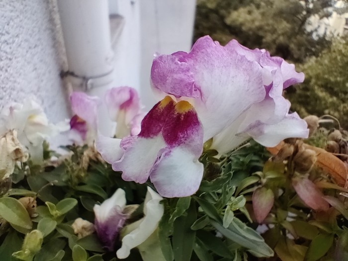 Die Makrokamera hat nur 2 Megapixel und macht bereits im Schatten nur noch wenig ansprechende Aufnahmen. (Bild: Tobias K&ouml;ltzsch/Golem.de)